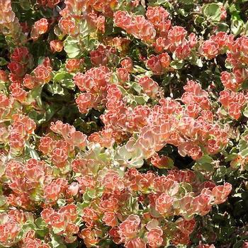 Adenanthos cuneatus 'Coral Drift' 