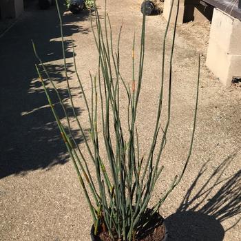 Chondropetalum elephantinum
