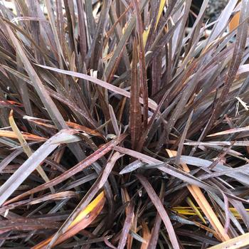 Phormium tenax 'Rubrum' 