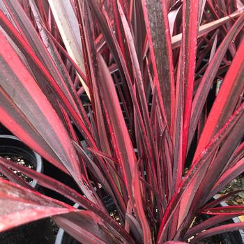 Phormium 'Guardsman' 