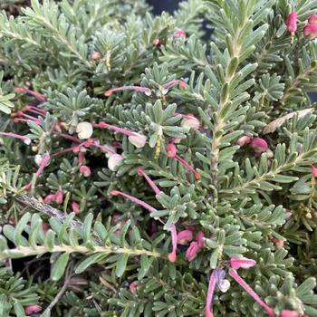 Grevillea lanigera 'Jade Mound' 