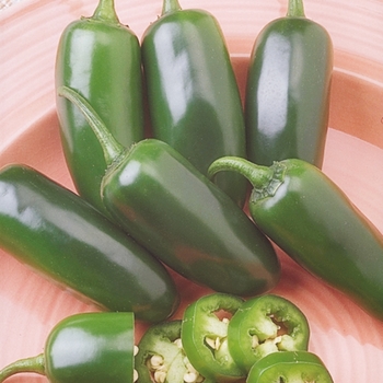 Capsicum annuum 'Serrano' 