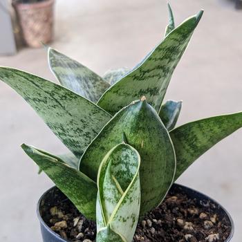 Sansevieria trifasciata 'Hahnii' 