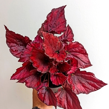 Begonia rex-cultorum 'Red Bull' 