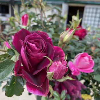 Rosa 'Prose' PP16198