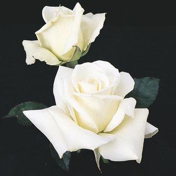 Rosa 'John F. Kennedy' 
