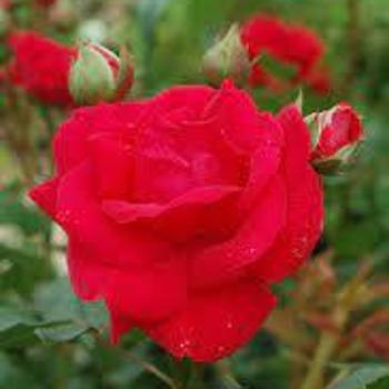 Rosa 'Blaze' 