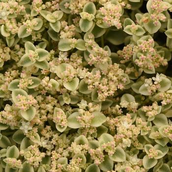 Sedum 'Little Shimmer' 