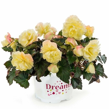 Begonia 'Lemon' 