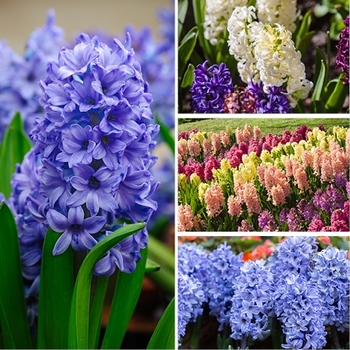 Hyacinthus orientalis 'Gypsy Queen' 