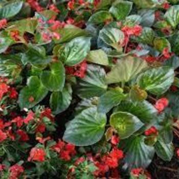 Begonia semperflorens 'Green Leaf' 