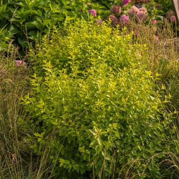 Physocarpus opulifolius 'Lucky Devil®'