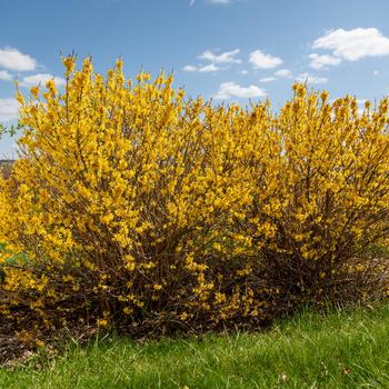 Forsythia 'Spring Fling™'