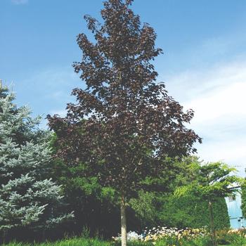 Acer truncatum x platanoides 'Crimson Sunset®'