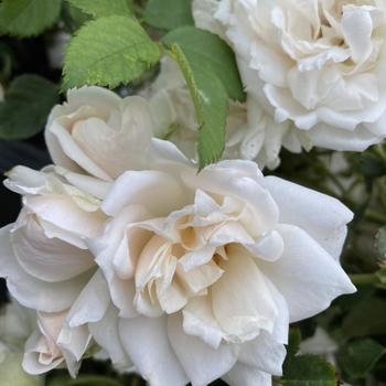 Rosa 'Meiradena' PP26790