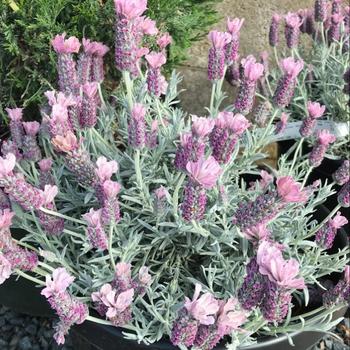 Lavandula stoechas ssp. pendunculata 'Ghostly Princess' PP29697