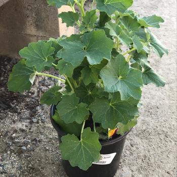 Pericallis 'Series' 