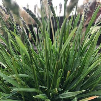 Sesleria 'Greenlee' 