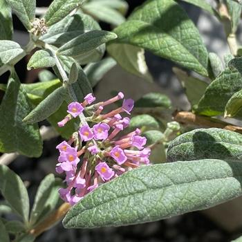 Buddleia davidii 'Candy pink' 