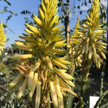 Aloe 'Yellow Torch' 