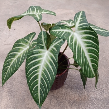 Xanthosoma lindenii 'Magnificum' 