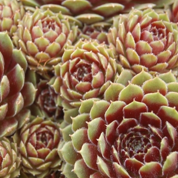 Sempervivum 'Pilioseum' 