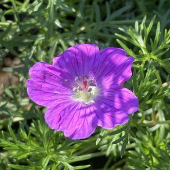 Geranium incanum