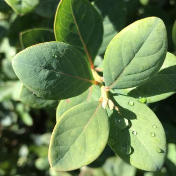 Vaccinium corymbosum 'FLX-2' PP19,381
