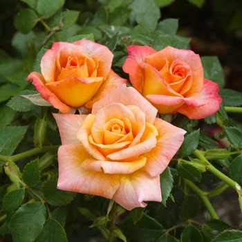 Rosa 'Cutie Pie' 