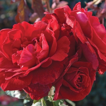 Rosa 'Don Juan' 