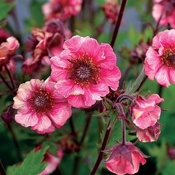 Geum 'Cherry Bomb' 