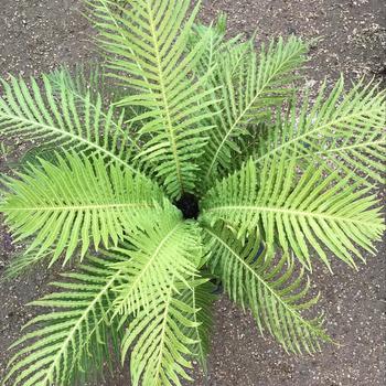 Blechnum gibbum