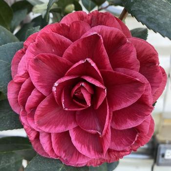 Camellia sasanqua 'Chansonette' 