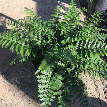 Asplenium nidus