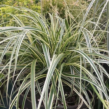 Carex oshimensis 'Ribbon Falls' 