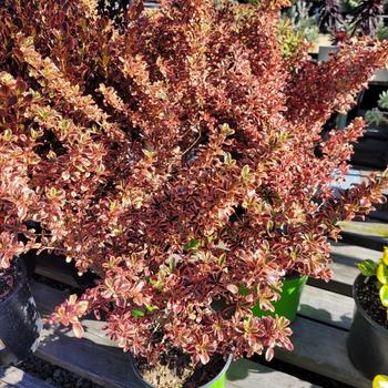 Coprosma repens 'Rainbow Surprise' 