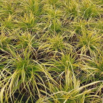 Carex tumulicola