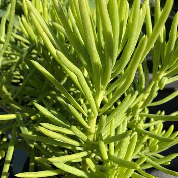 Senecio barbetonicus