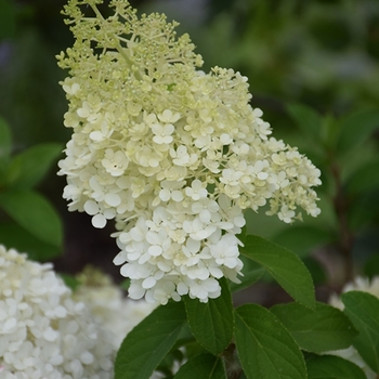 Hydrangea paniculata 'ILVOBO' PP 22,782, Can 4910