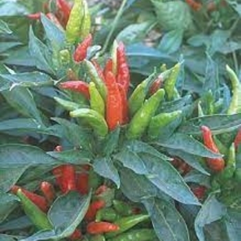 Capsicum annuum 'Giant Thai' 