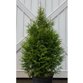 Thuja plicata x slandishii 'Leprechaun' PP33840