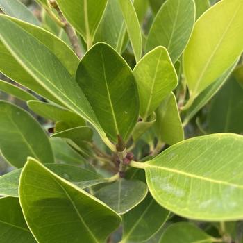 Ficus microcarpa nitida 'Green Gem' 