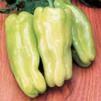 Capsicum annuum 'Cubanelle' 