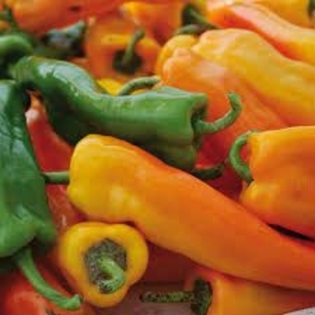 Capsicum annuum 'Cornito Giallo' 