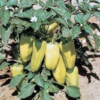 Capsicum annuum 'Gypsy' 