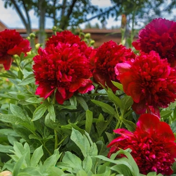 Paeonia lactiflora 'Felix Crousse' 