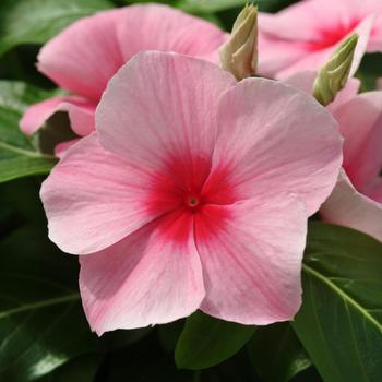 Catharanthus roseus 'Strawberry' 