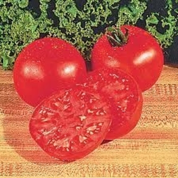 Lycopersicon esculentum 'Camaro' 