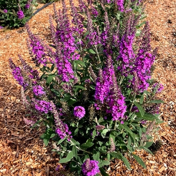 Buddleia 'PODvb3-30' 