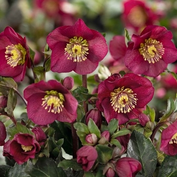 Helleborus x iburgensis 'Bennotta' 